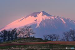 岩手山と一本桜