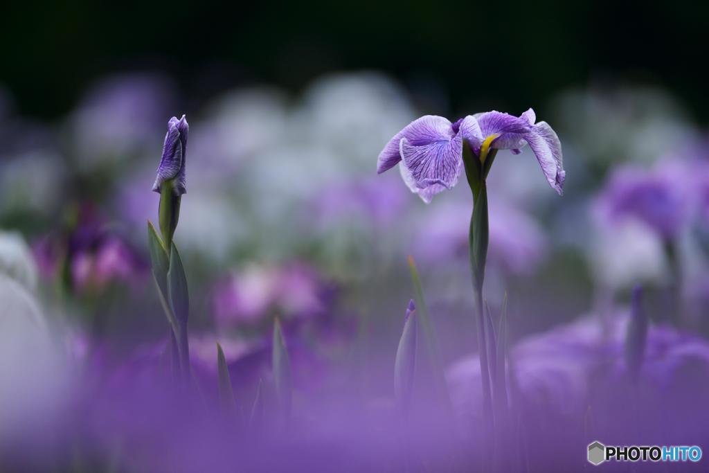 花姉妹