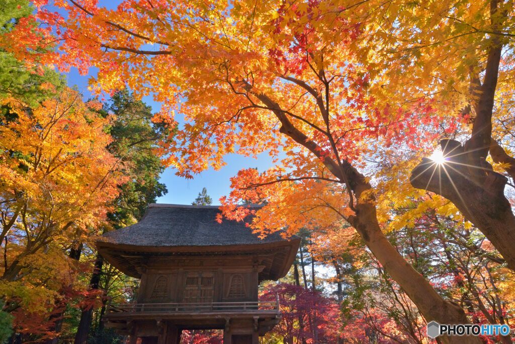 武蔵野の秋