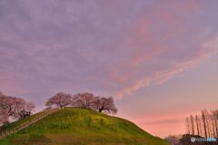 朝焼けの古墳桜