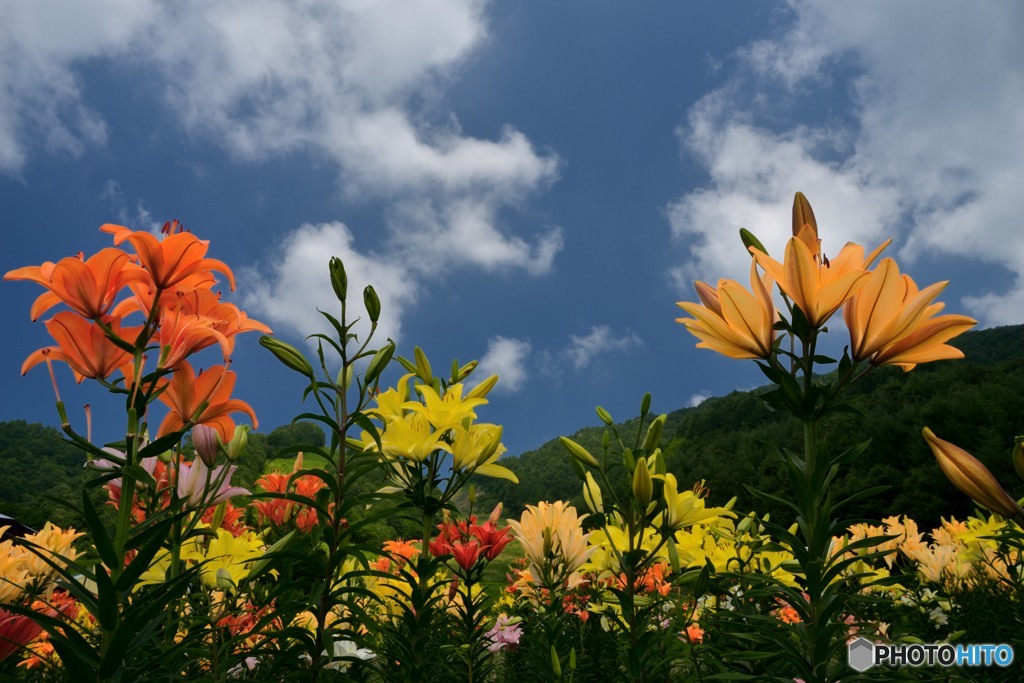 Vivid Color