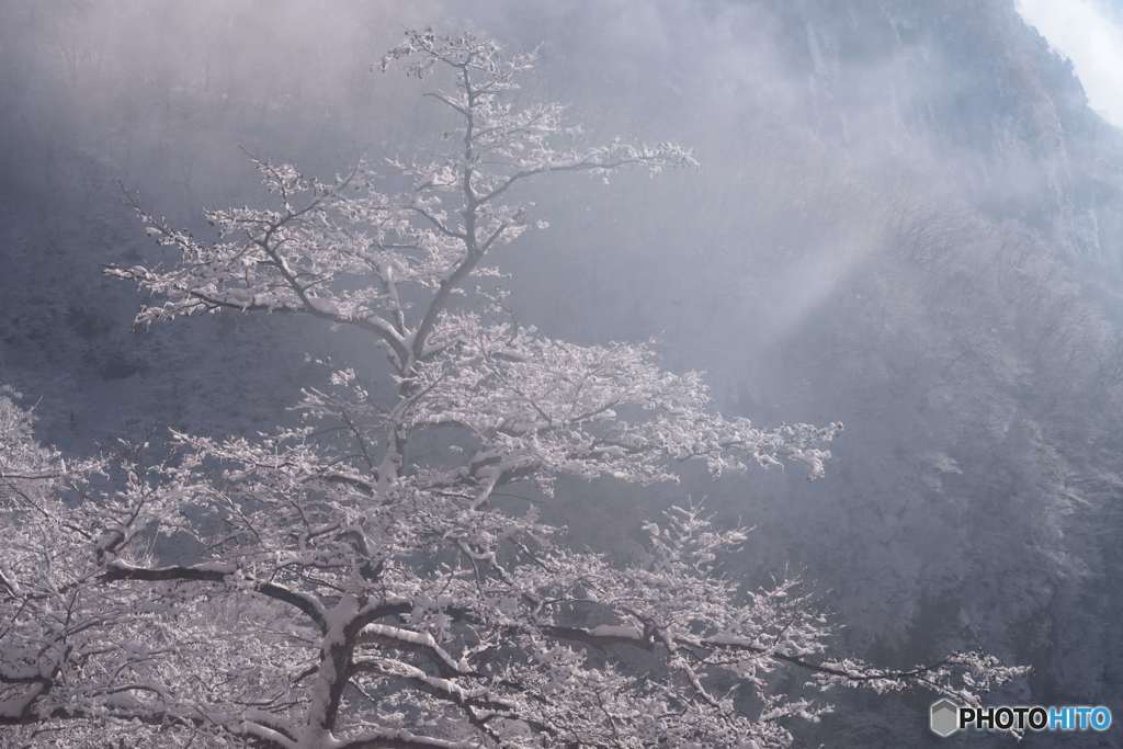 雪の華