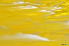 黄金の河
