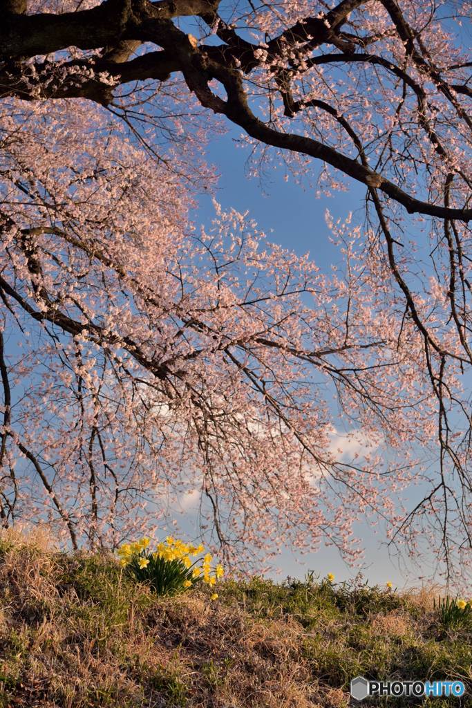 桜の木の下