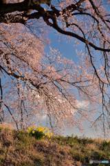 桜の木の下