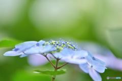 天使の舞踏会