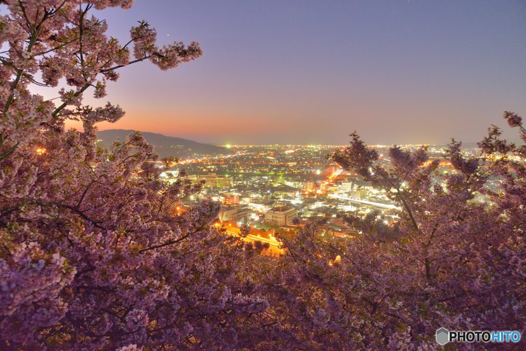 夜明けの桜と街明かり