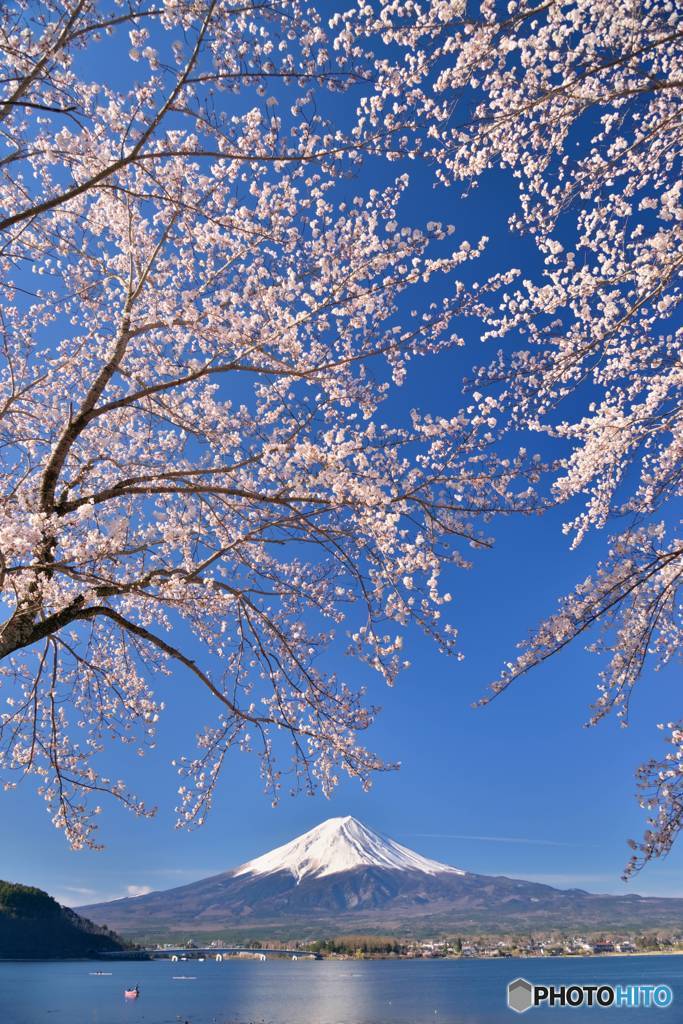 桜に覆われて