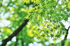 緑もみじ