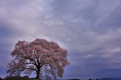 曇天に輝く