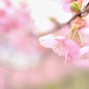 儚き恋