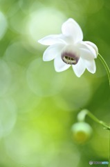 純白の花びら