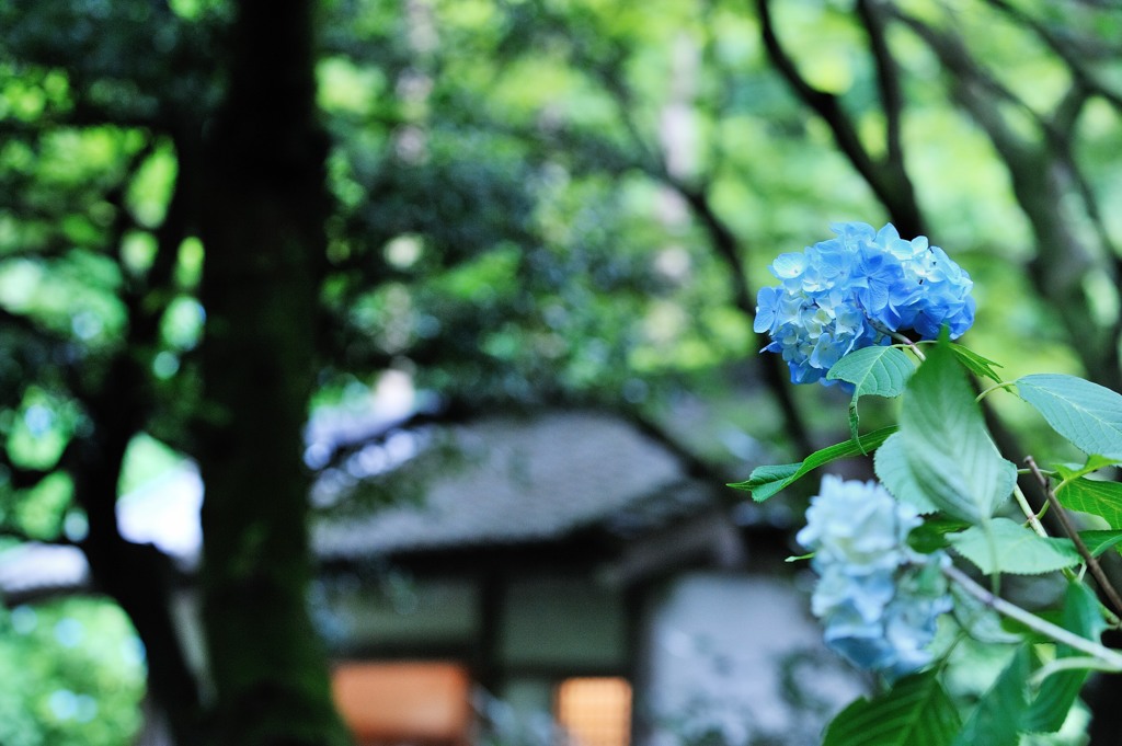 梅雨の古都を飾る