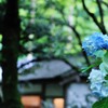 梅雨の古都を飾る