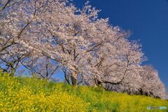 花は続くよ何処までも