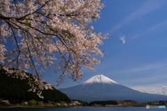 富士と桜の春