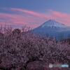 朝焼け富士に梅匂う