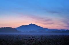 眠る虞美人草