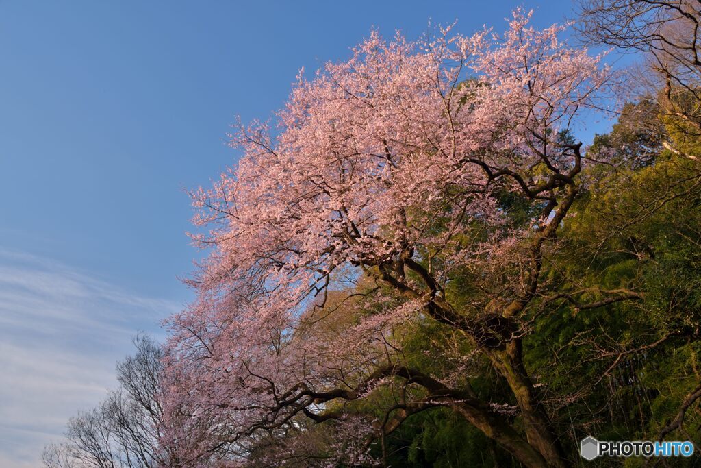 今は亡き桜