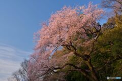 今は亡き桜