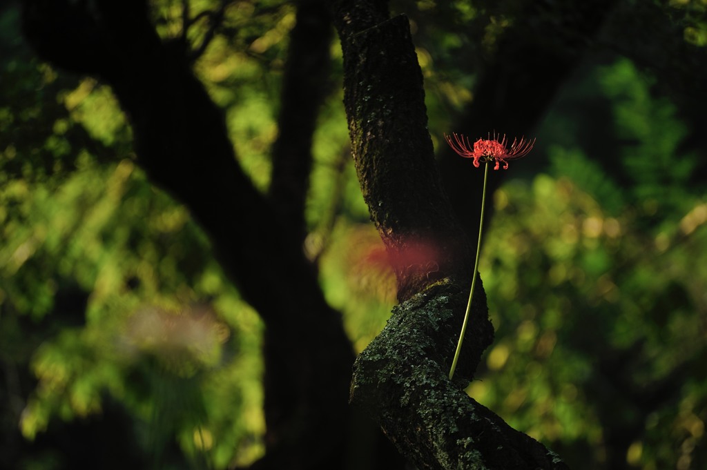 孤高の曼珠沙華