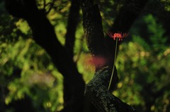 孤高の曼珠沙華