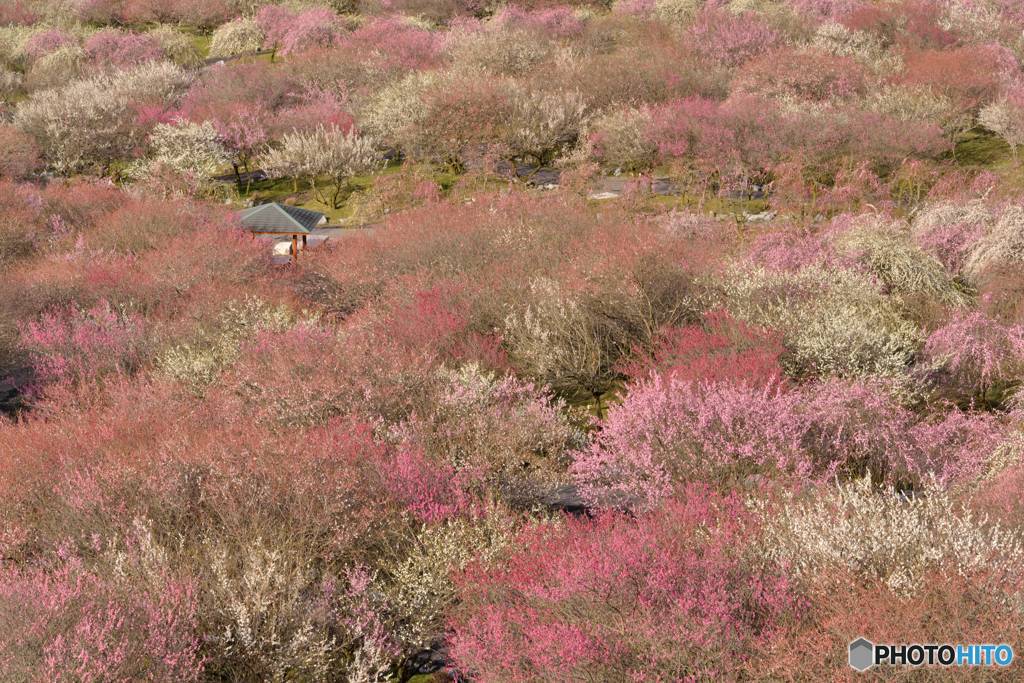 春色の公園