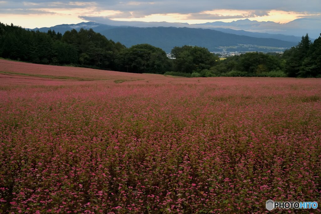 紅の高原