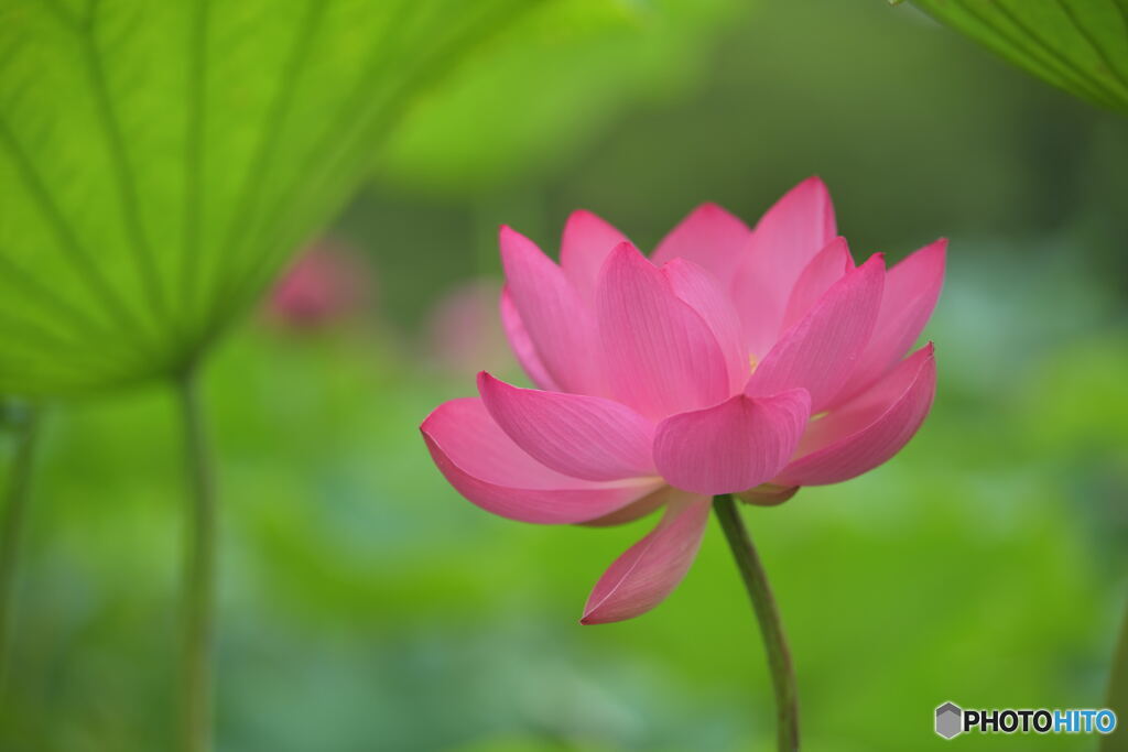 lotus