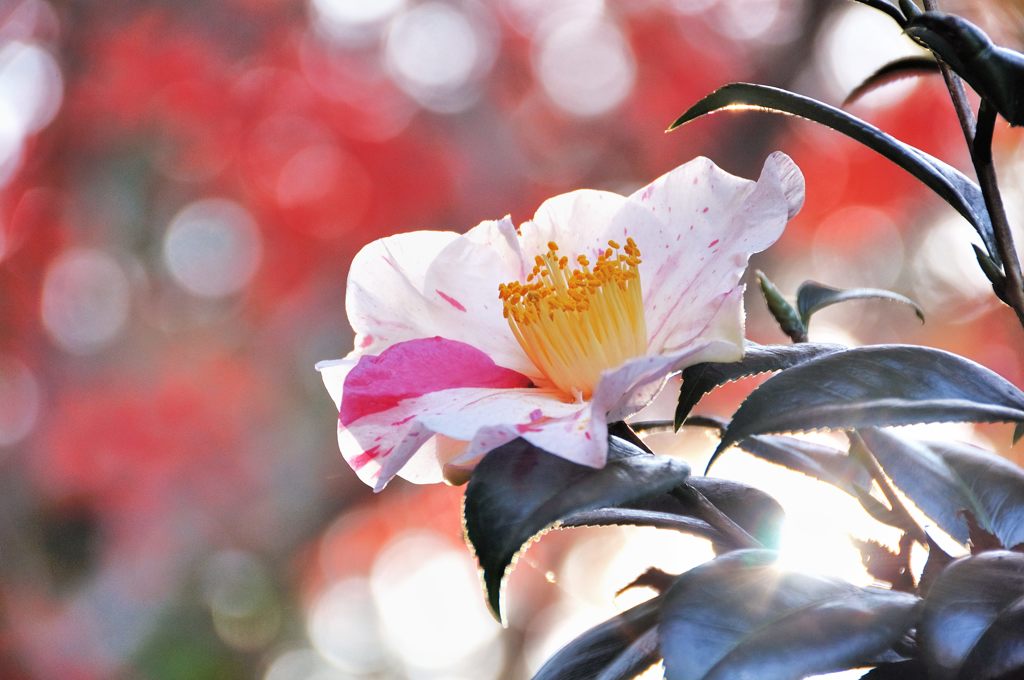 山茶花