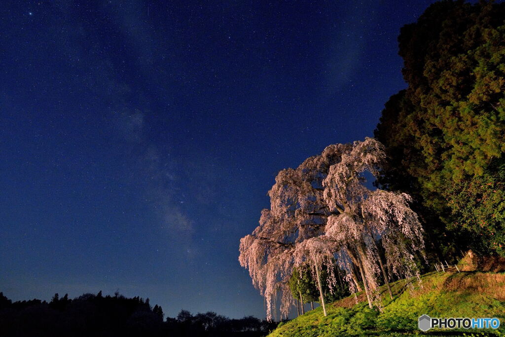 夜桜舞台