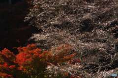 四季桜