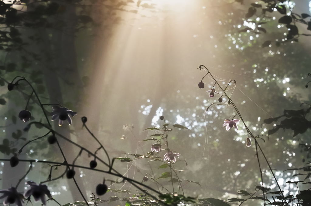 精霊の住む森