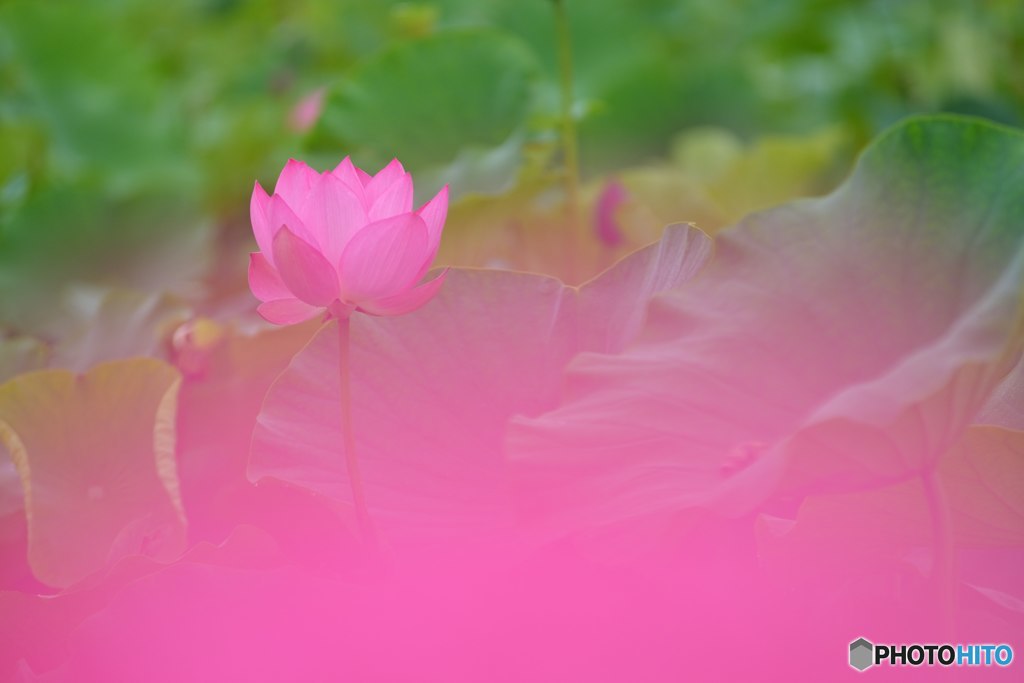 極楽浄土に咲く花