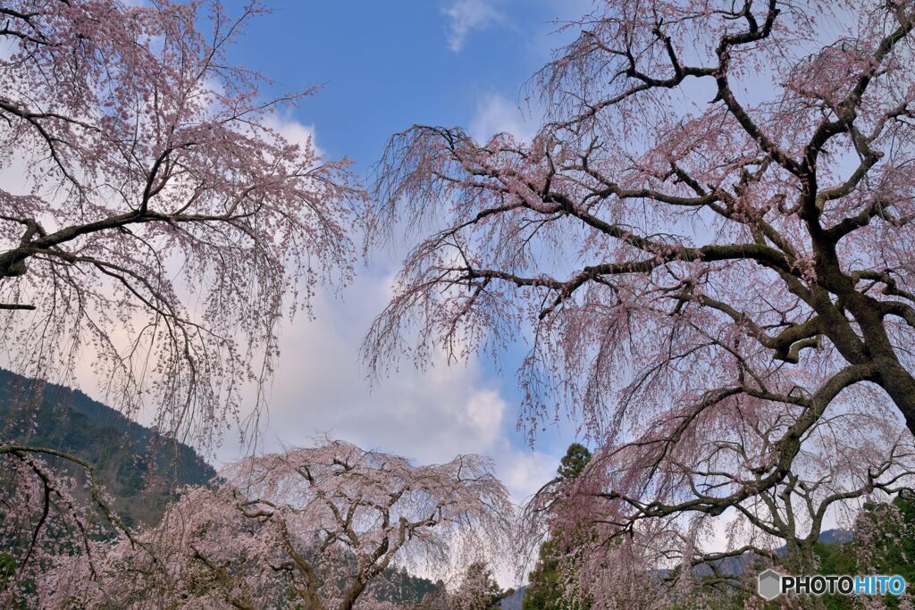 しだれ桜