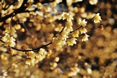 遠き春へ