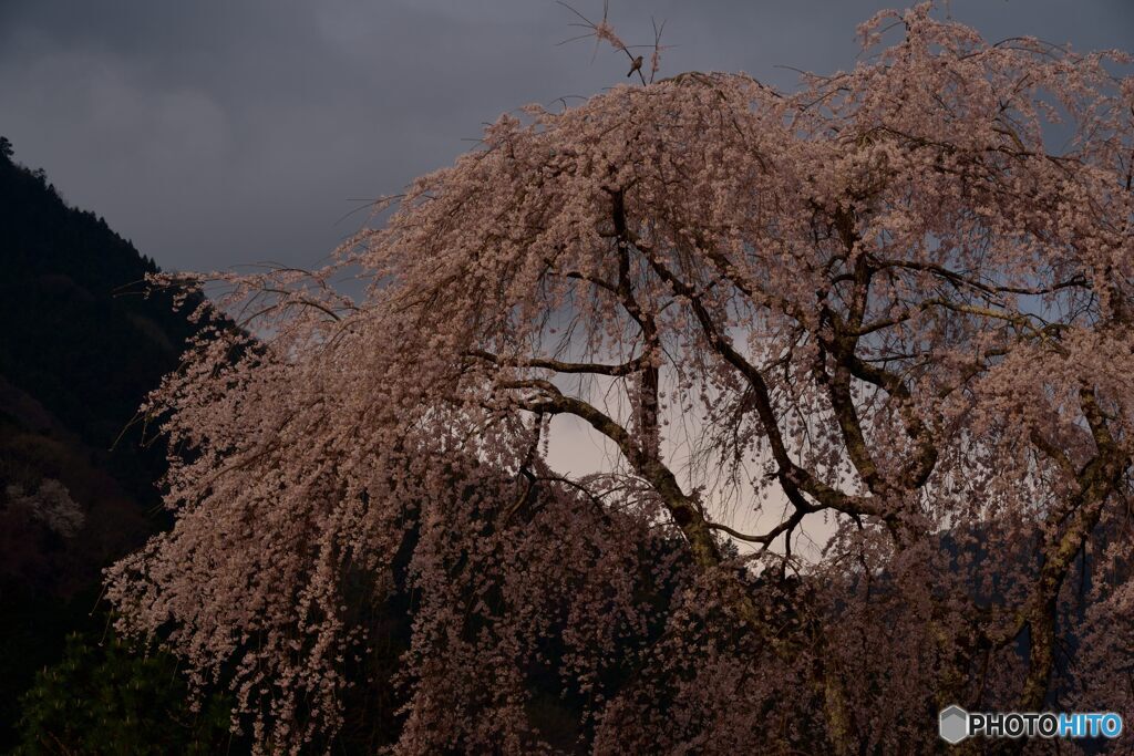 止まり木しだれ桜