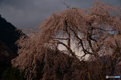 止まり木しだれ桜