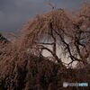止まり木しだれ桜
