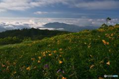 夏の花と雲海