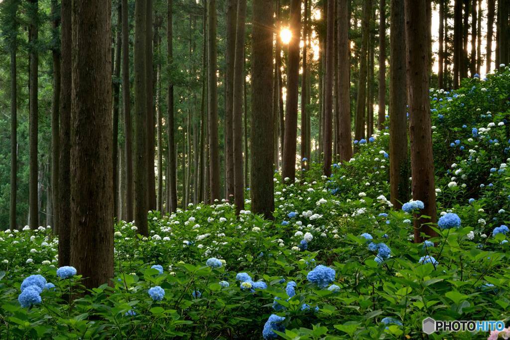夏木立の中で