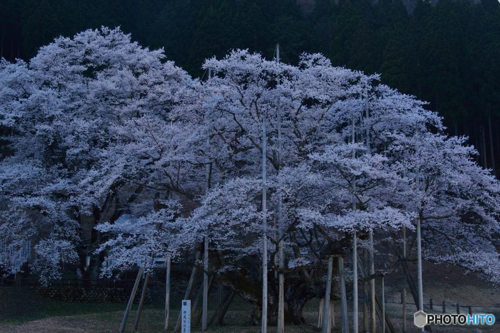 薄墨桜