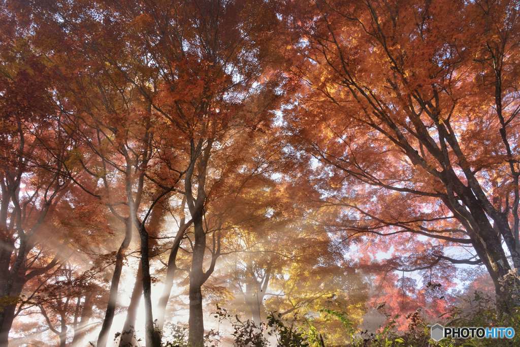 スペシャル紅葉day