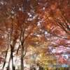 スペシャル紅葉day