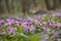 Spring fairies