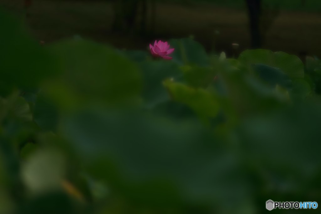 蓮華一輪