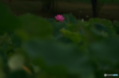 蓮華一輪