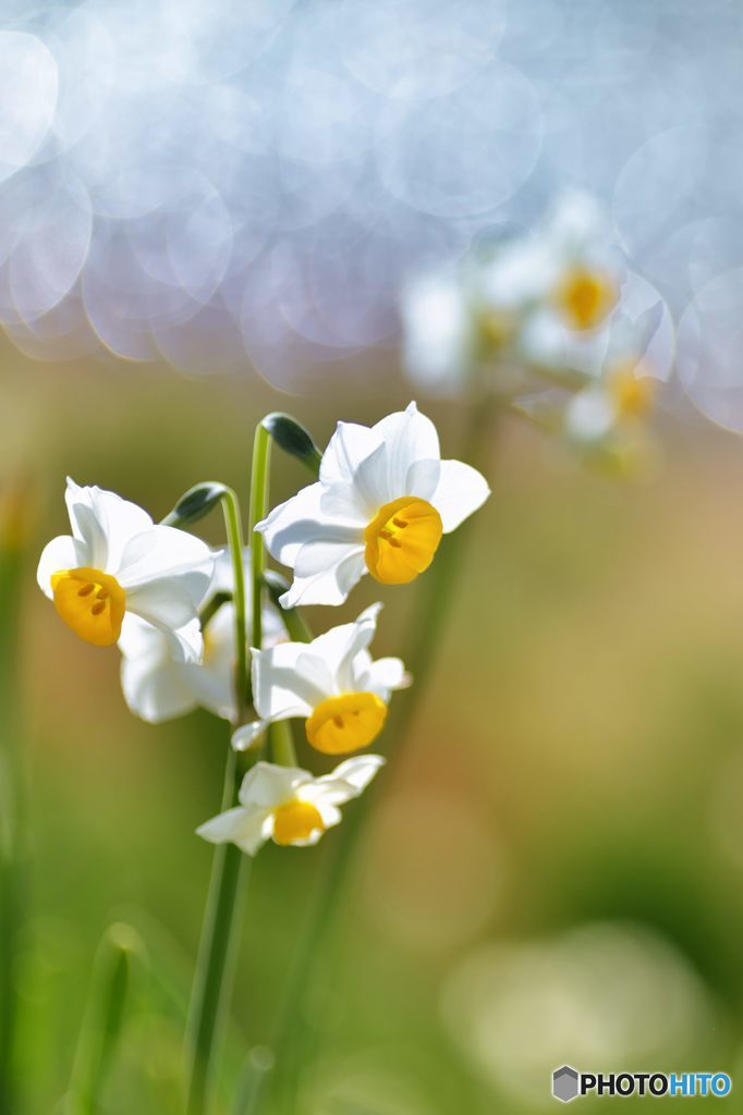 早春の華