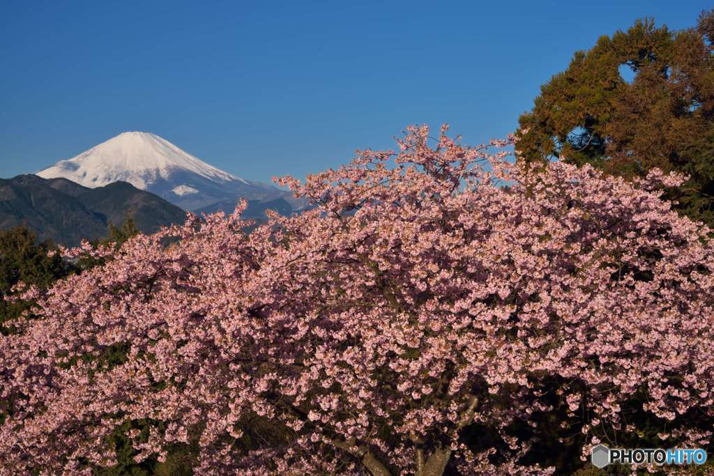 河津桜と富士