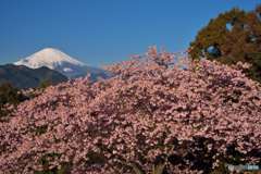 河津桜と富士